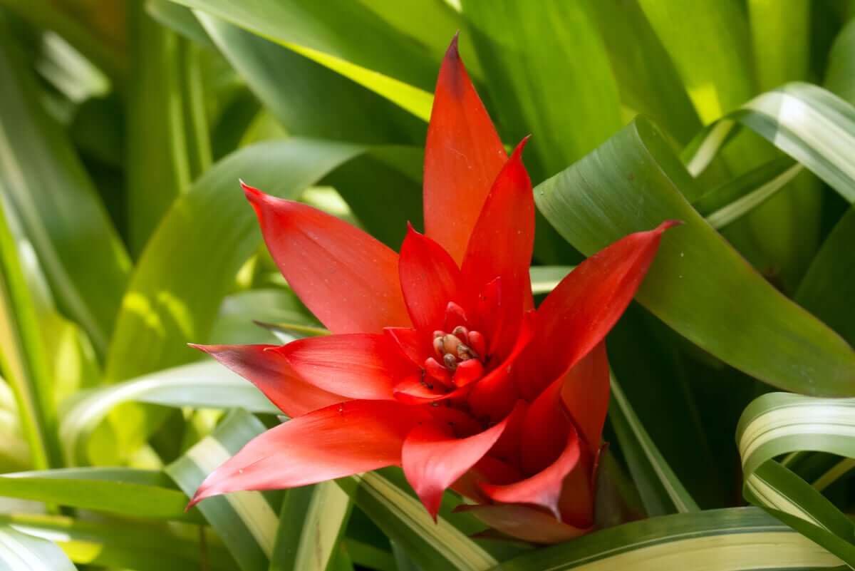 Guzmania