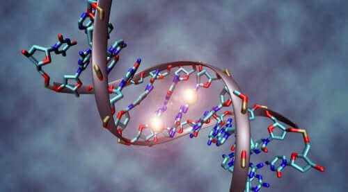 dna resmi