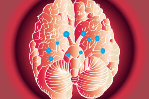 On İki Kranial Sinir ve İşlevleri