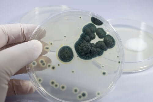 petri kabında bakteriler