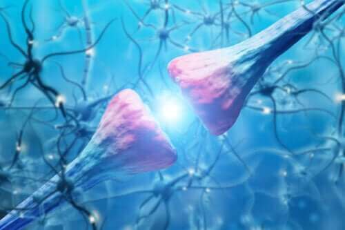 Nöronların Özellikleri ve İşlevleri