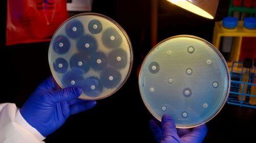 iki farklı petri kabı