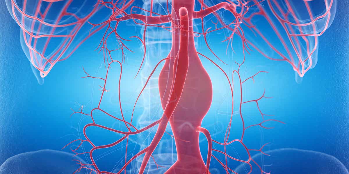 damarlar ve dolaşım