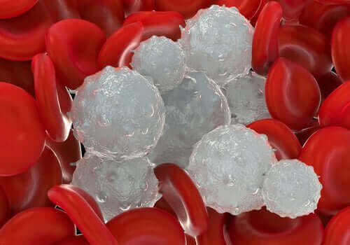 kırmızı ve beyaz kan hücreleri