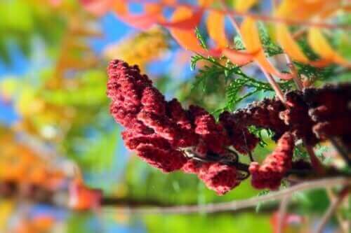 Karmin Otu: Özellikleri, Kullanımı ve Kontrendikasyonları