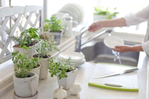 Mutfakta Bitki Olmasının 5 Faydası