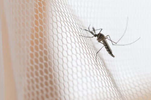 Sivrisinek Teli Çeşitleri ve Özellikleri