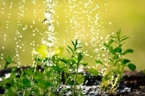 Bahçenizde Su İsrafını Önlemek için 10 İpucu