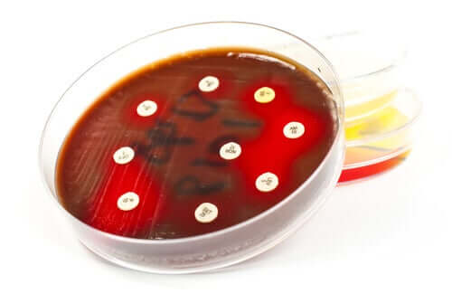 Antibiyogram Nedir ve Uygulamaları Nelerdir?