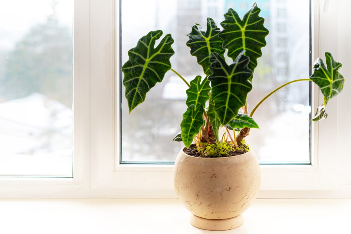 Alocasia polly