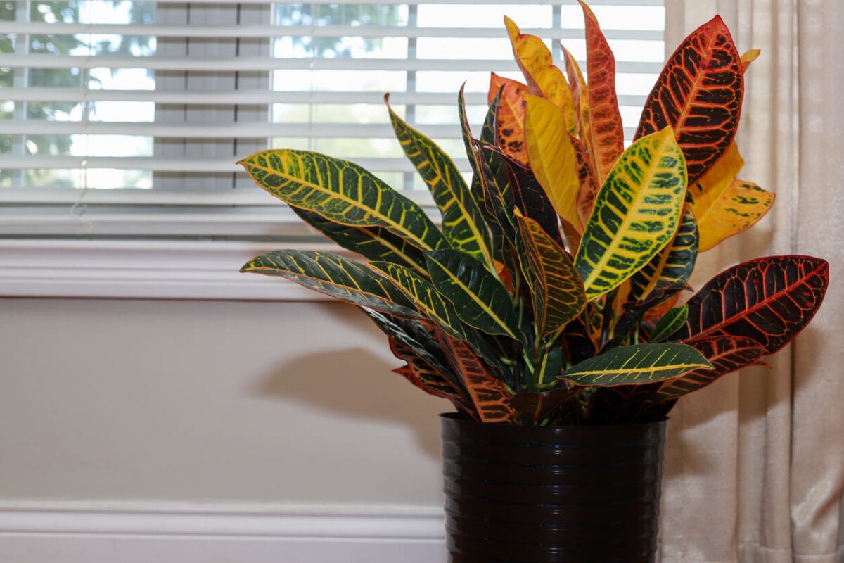 Codiaeum variegatum.