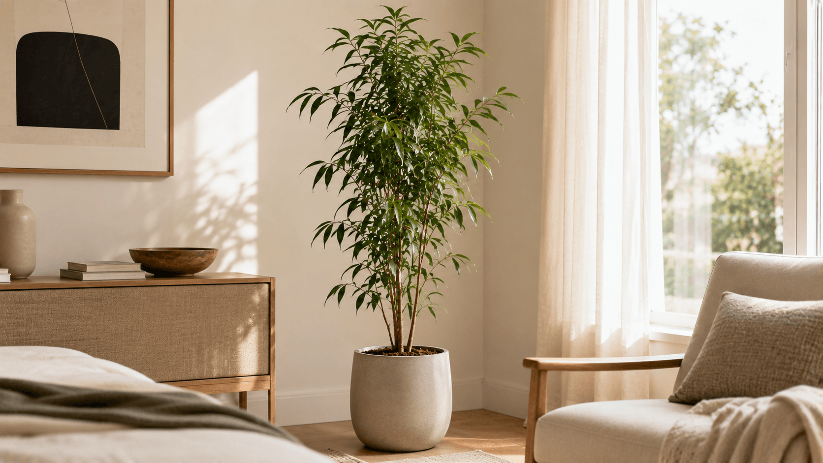 Ficus binnendijkii 'Alii' de hojas largas y estrechas en una maceta, decorando un rincón luminoso del hogar.