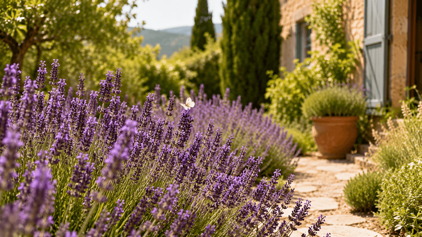 Macizos de lavanda en flor junto a un sendero de jardín, atrayendo polinizadores y aportando aroma durante el verano.