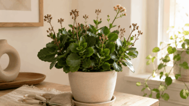 Çiçeklenme sonrası kalanchoe bakımı: Budama ve sulama