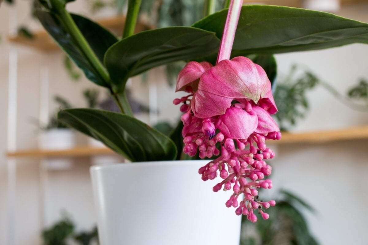 Medinilla magnifica