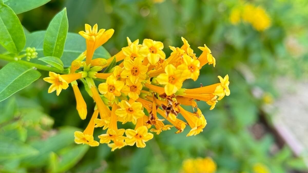 Planta cestrum