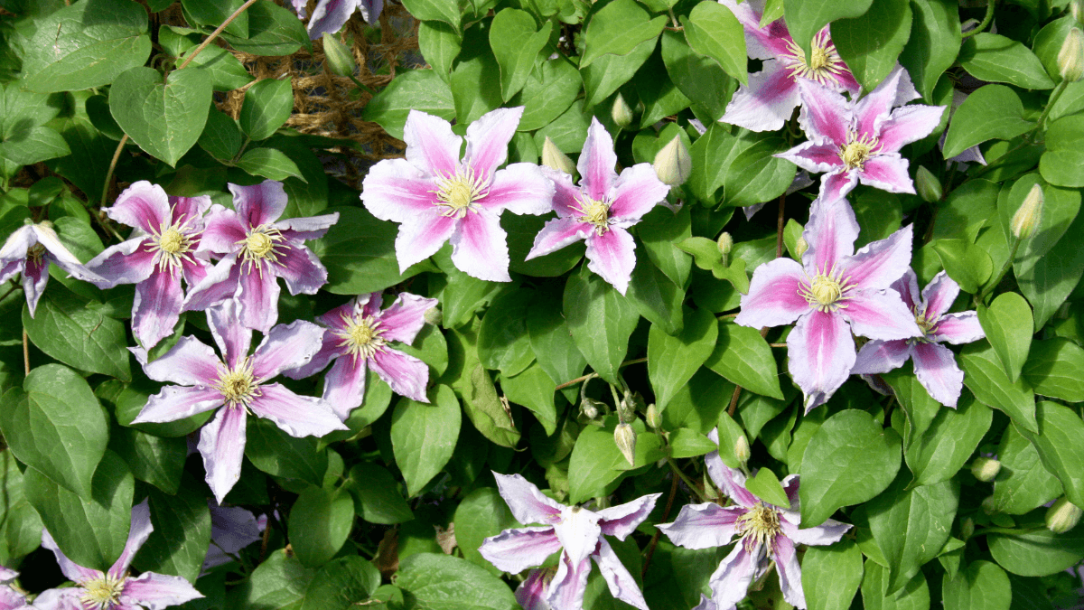 Planta clemátide
