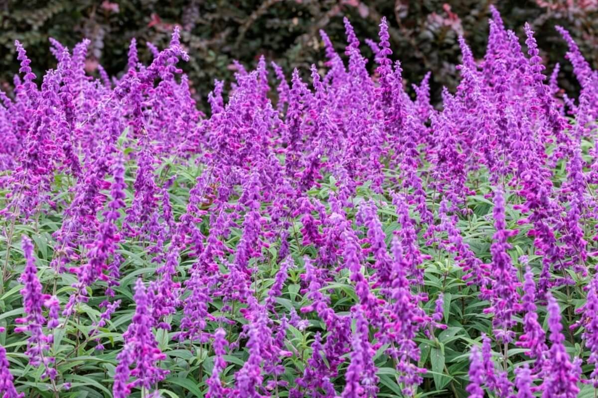 Planta de salvia