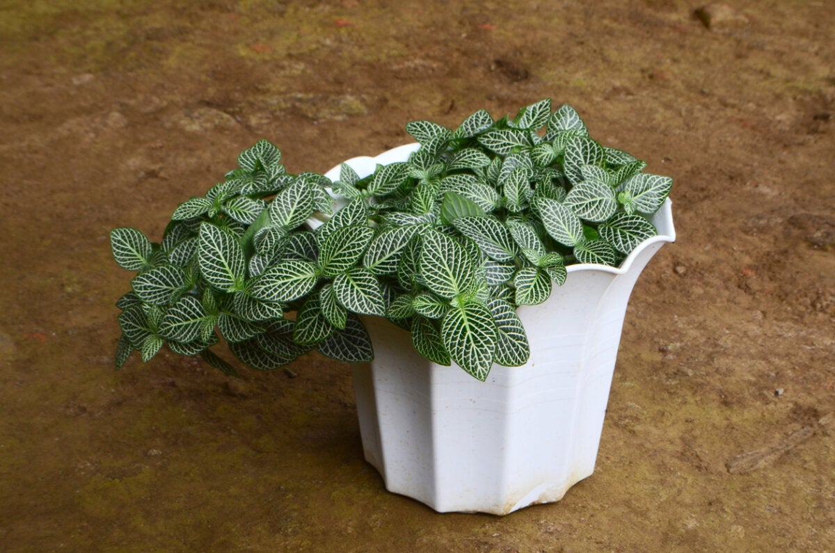 Planta fittonia