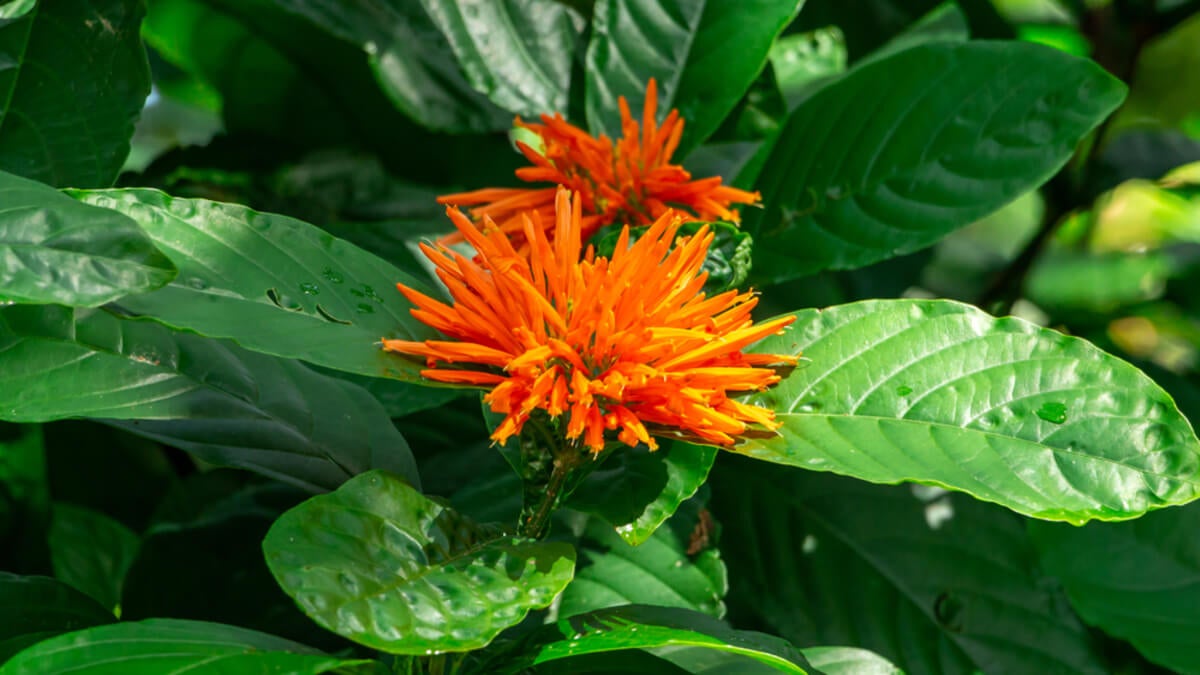 Planta muicle
