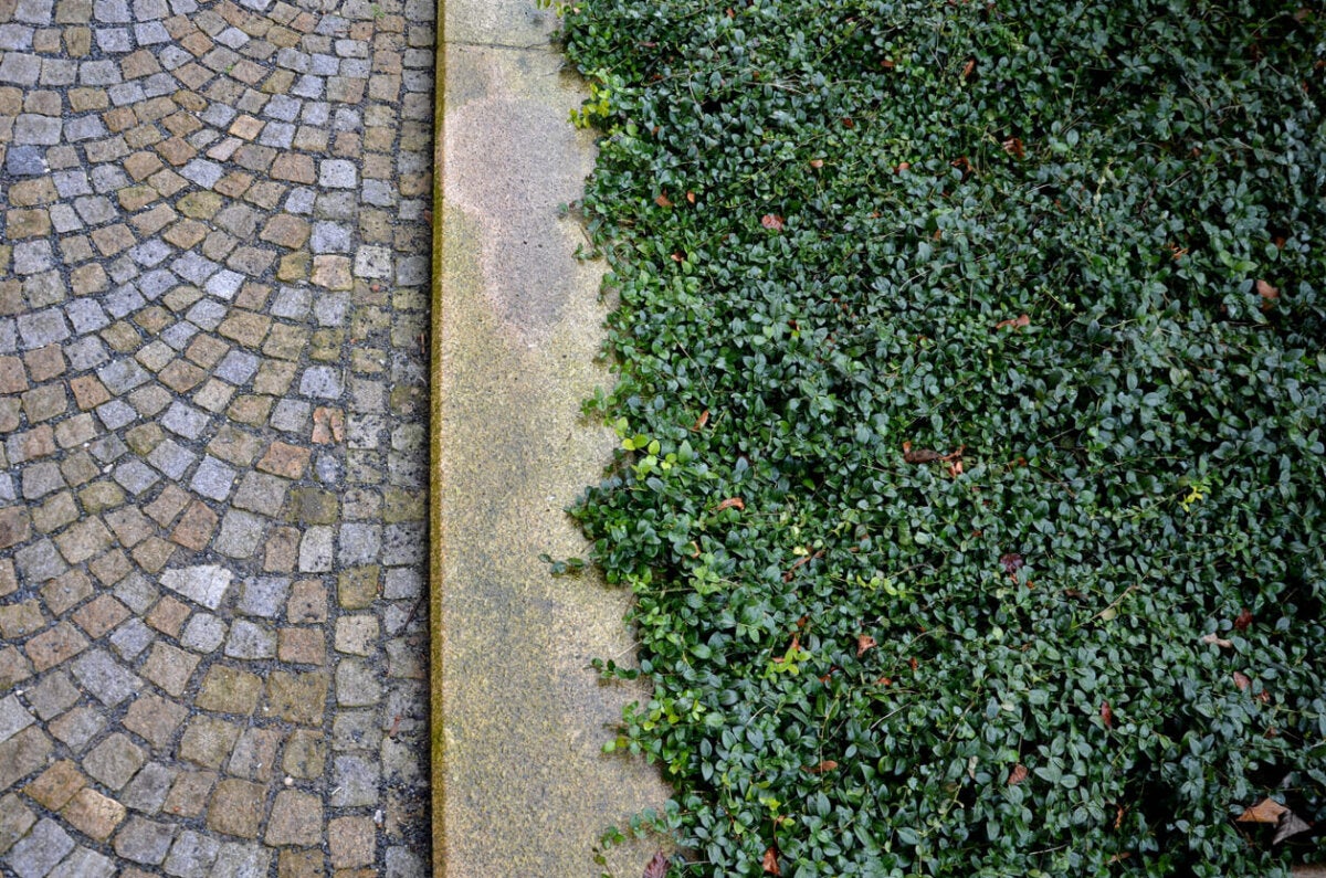 Plantas tapizantes