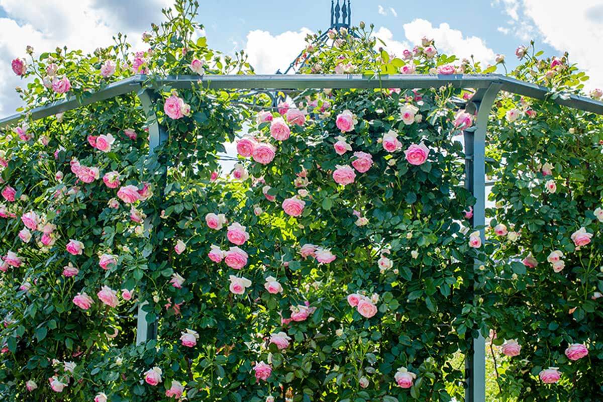 Rosal trepador - Plantas enredaderas con flores