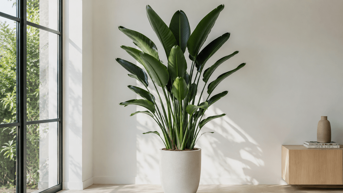 Strelitzia