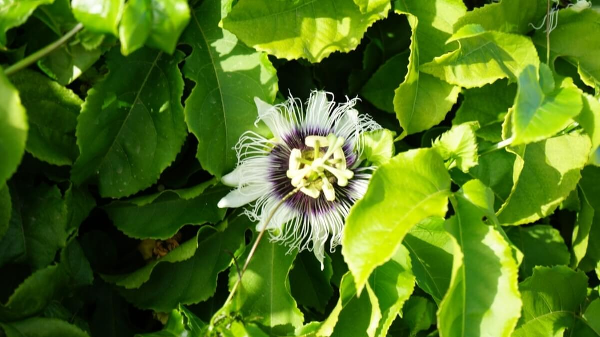Trepadora pasiflora